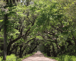 South Carolina trails