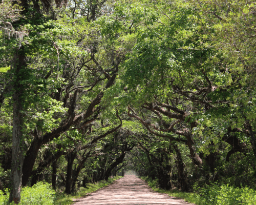 South Carolina dirtbike trails
