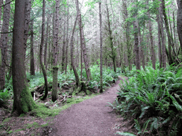 Washington trails